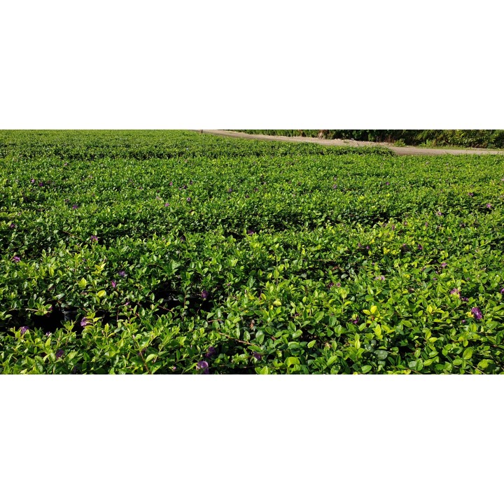 Vinca Minor rubra - Rotes Immergrün, 5-7 Triebe