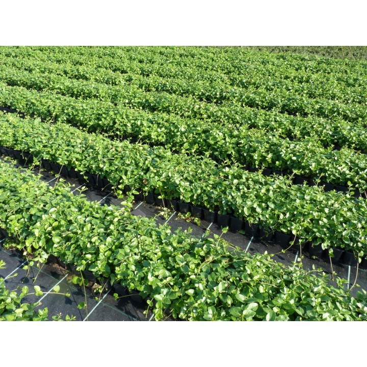 Vinca major - Großes Immergrün
