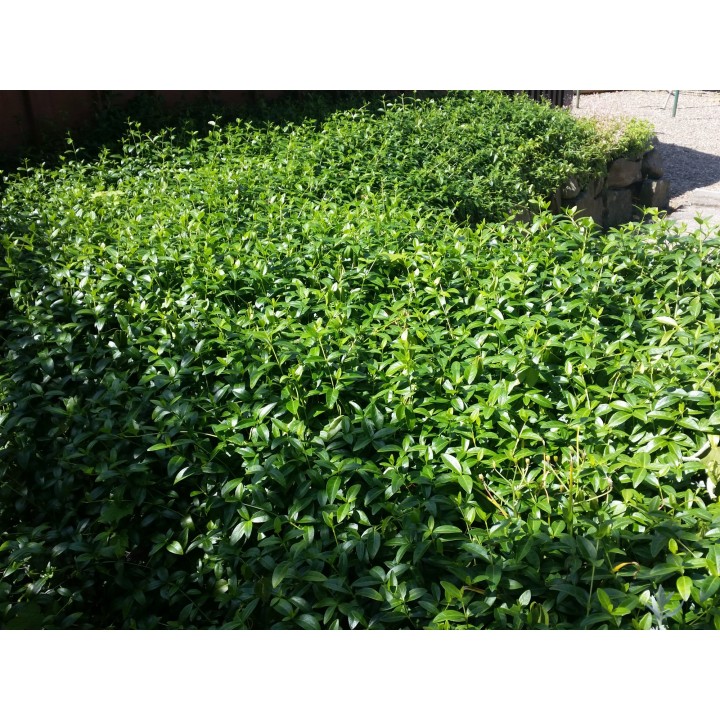 Vinca major - Großes Immergrün