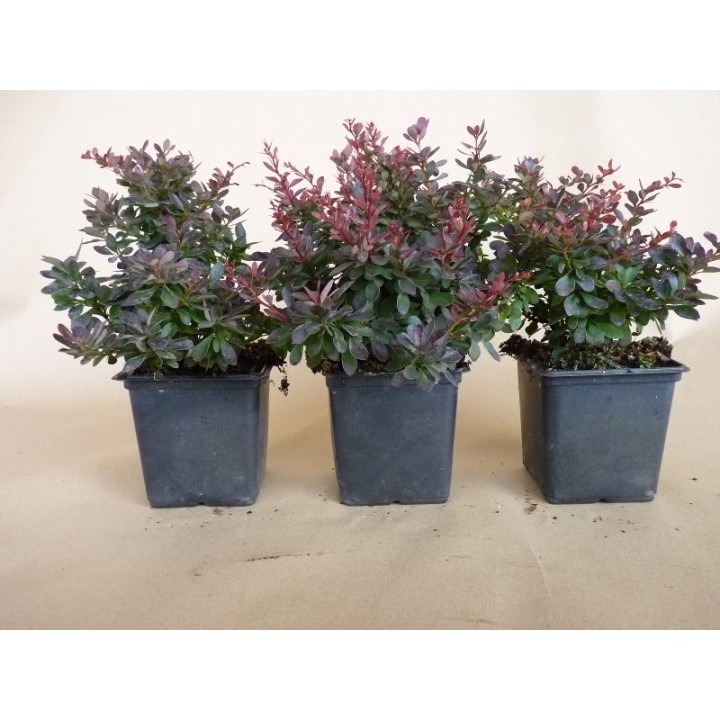 Berberis thunbergii Atropurpurea Nana