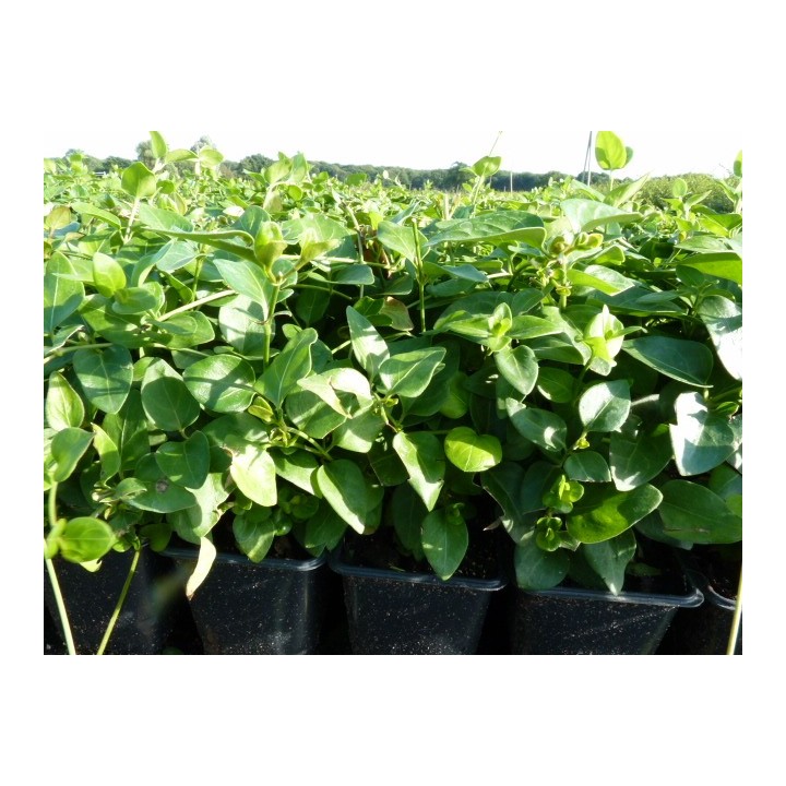Vinca major - Großes Immergrün