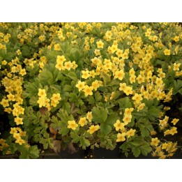 Waldsteinia - Golderdbeere