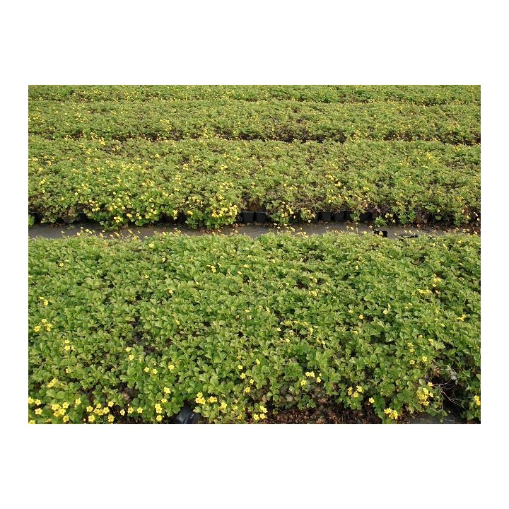 Waldsteinia - Golderdbeere