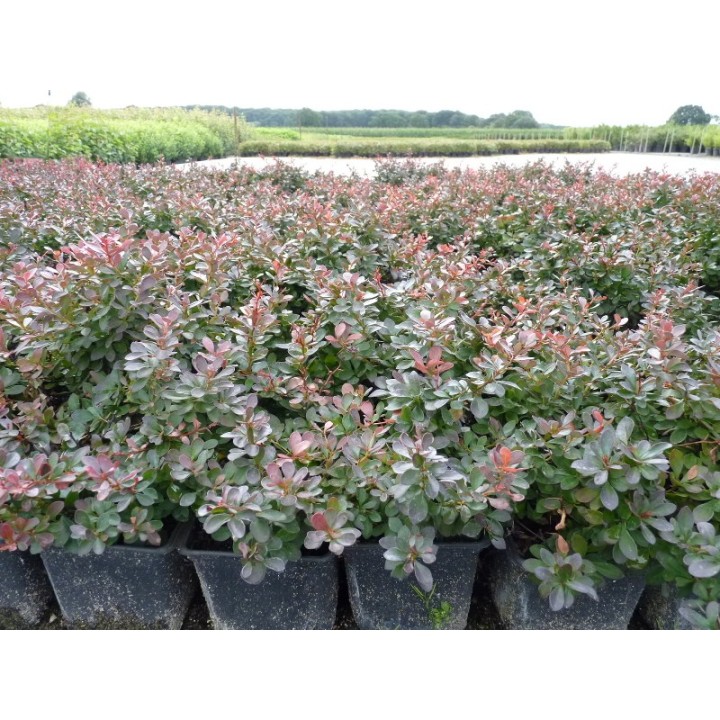 Berberis thunbergii Atropurpurea Nana