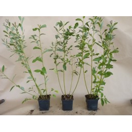 Salix Caprea - Salweide