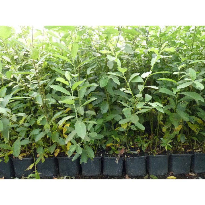 Salix Caprea - Salweide