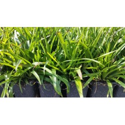 Waldmarbel