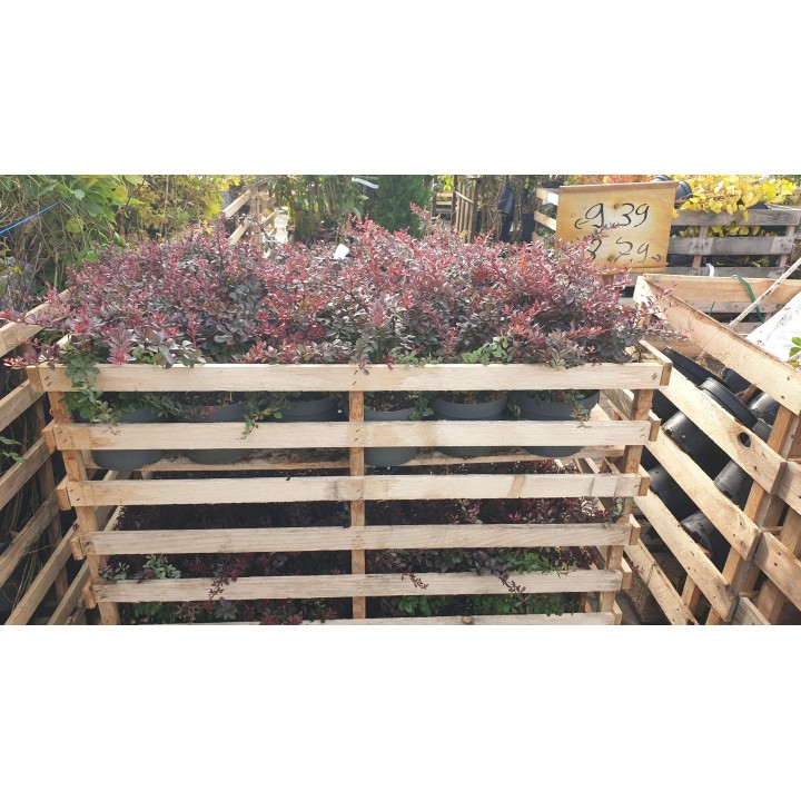Berberis thunbergii Atropurpurea Nana