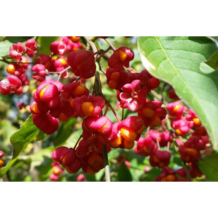 Euonymus europaeus - Europäisches Pfaffenhütchen
