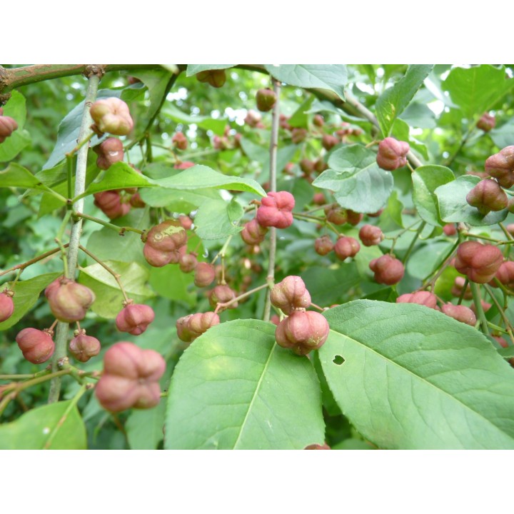 Euonymus europaeus - Europäisches Pfaffenhütchen