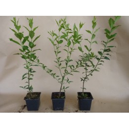 Euonymus europaeus - Europäisches Pfaffenhütchen