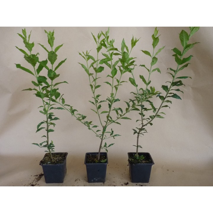 Euonymus europaeus - Europäisches Pfaffenhütchen