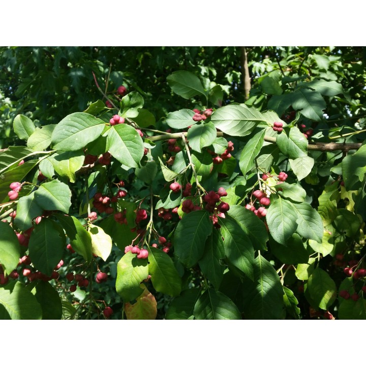Euonymus europaeus - Europäisches Pfaffenhütchen