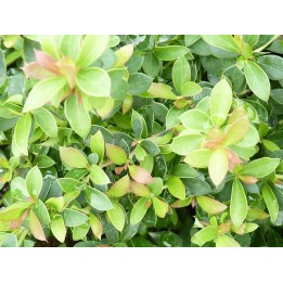 Berberis buxifolia Nana - Buxusblättrige Berberitze