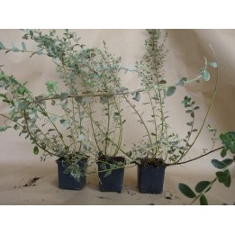 Salix repens argentea - Silber-Kriechweide