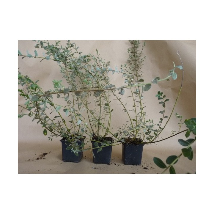 Salix repens argentea - Silber-Kriechweide