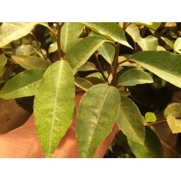 Ölweide - Elaeagnus Ebbingei