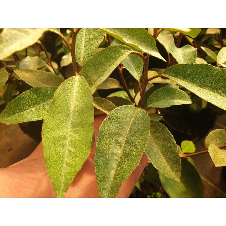 Ölweide - Elaeagnus Ebbingei