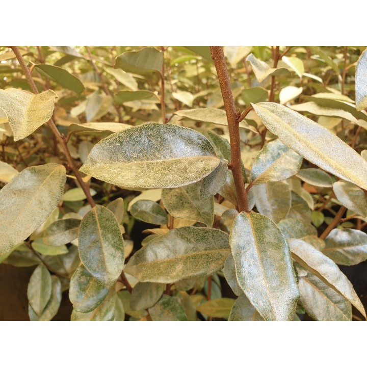 Ölweide - Elaeagnus Ebbingei