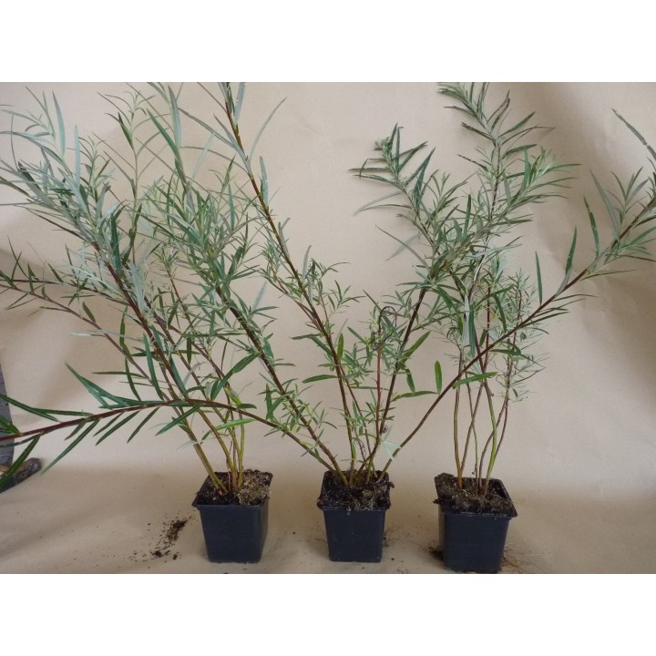 Salix rosmarinifolia - Rosmarinweide