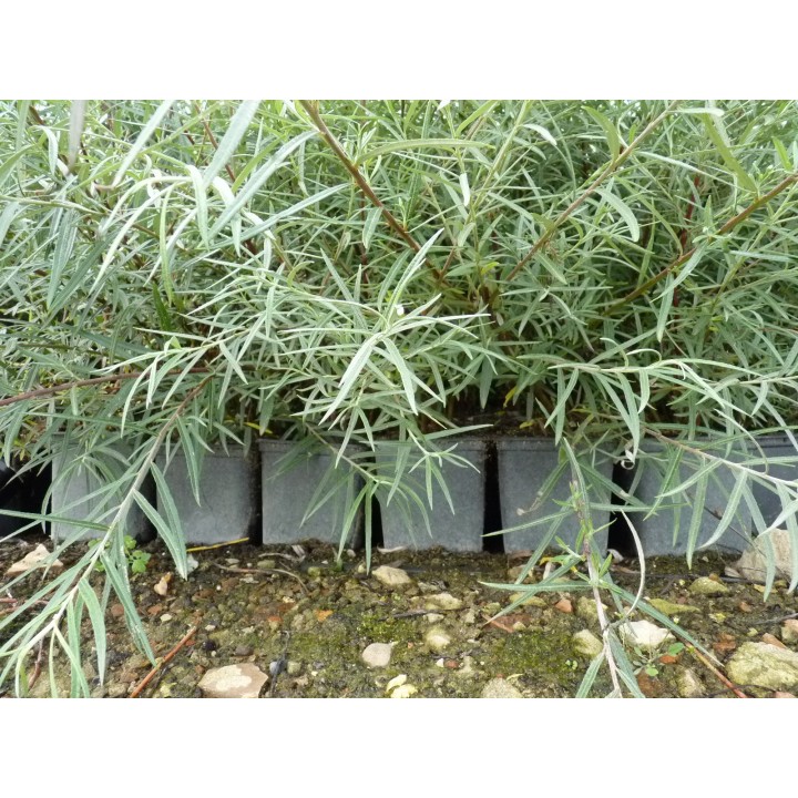 Salix rosmarinifolia - Rosmarinweide