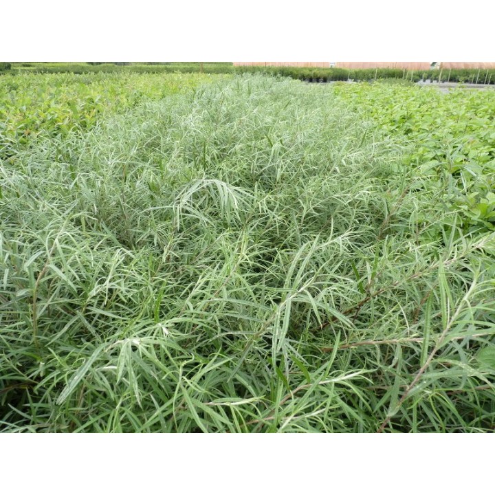 Salix rosmarinifolia - Rosmarinweide