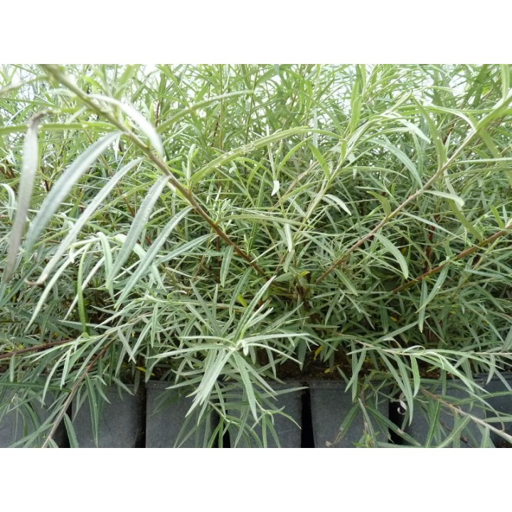 Salix rosmarinifolia - Rosmarinweide
