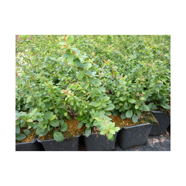 Berberis buxifolia Nana - Buxusblättrige Berberitze