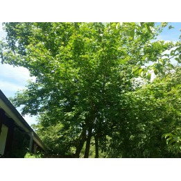 Acer Campestre - Feldahorn als Freilandware