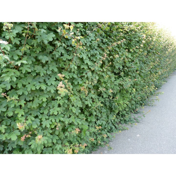 Acer Campestre - Feldahorn als Freilandware