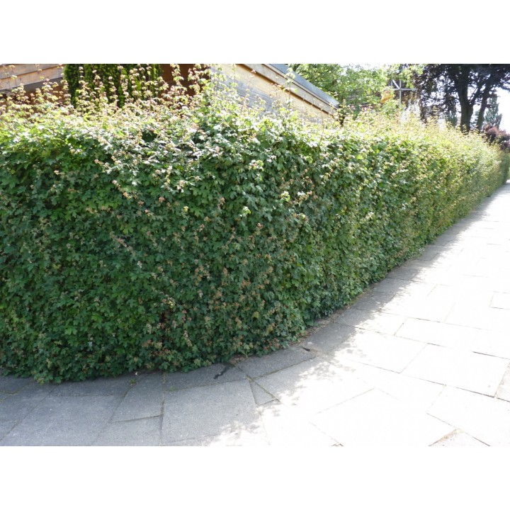 Acer Campestre - Feldahorn als Freilandware