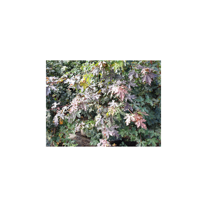 Acer Campestre - Feldahorn als Freilandware