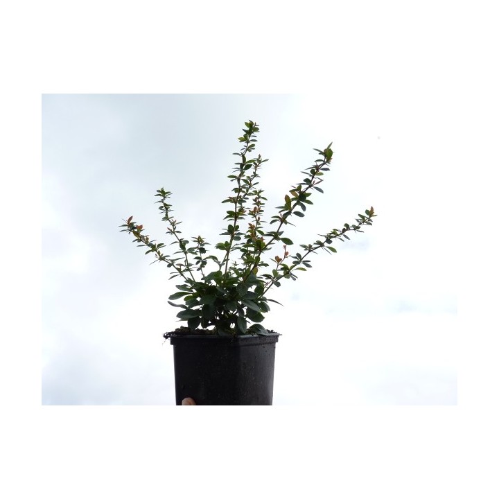 Berberis buxifolia Nana - Buxusblättrige Berberitze