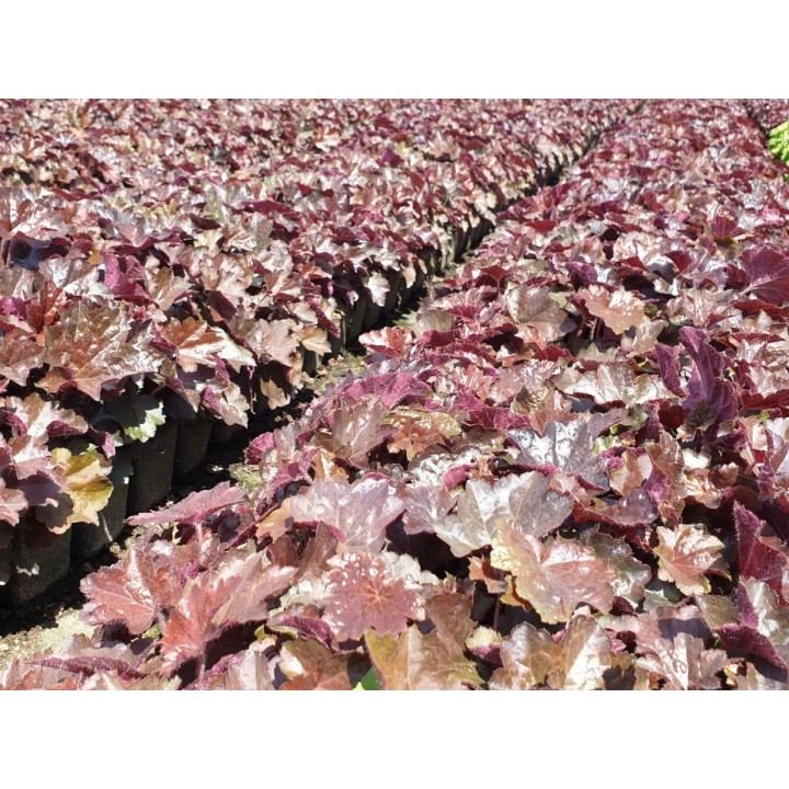Heuchera americana 'Palace Purple', Purpurglöckchen