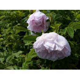 Bodendeckerrose 'Dagmar Hastrup'