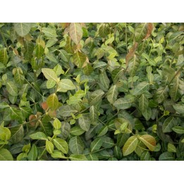 Euonymus fortunei 'coloratus', P9