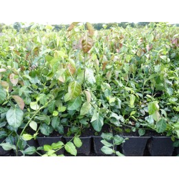 Euonymus fortunei 'Darts Blanket', C1