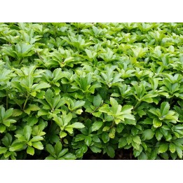 Pachysandra Terminalis - Dickmännchen