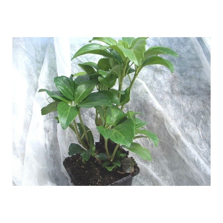 Pachysandra Terminalis - Dickmännchen