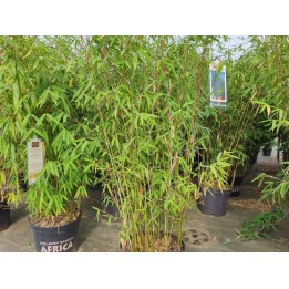 Bambuspflanze Fargesia 'Malachite Monkeys'