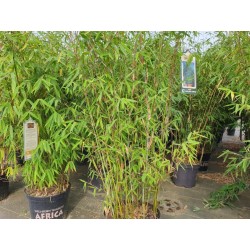 Gartenbambus 'Malachite Monkeys'