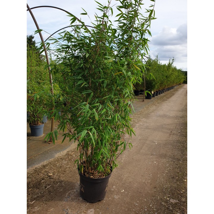 Bambuspflanze Fargesia 'Malachite Monkeys'