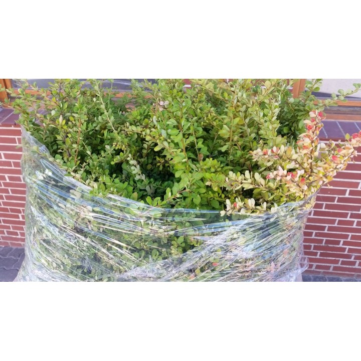 Hecken-Berberitze grün im Container