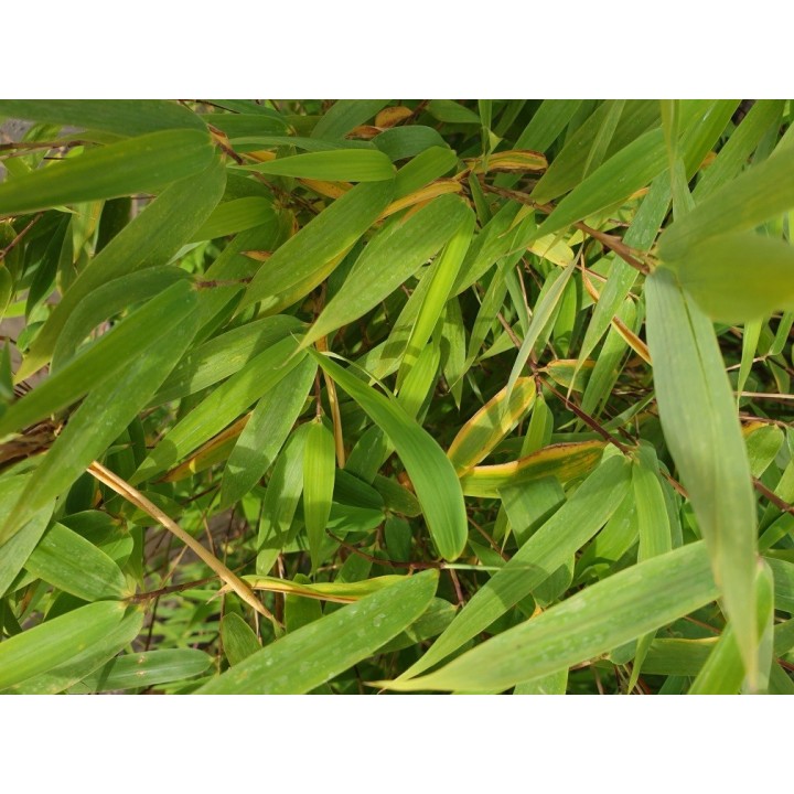 Bambuspflanze Fargesia 'Malachite Monkeys'