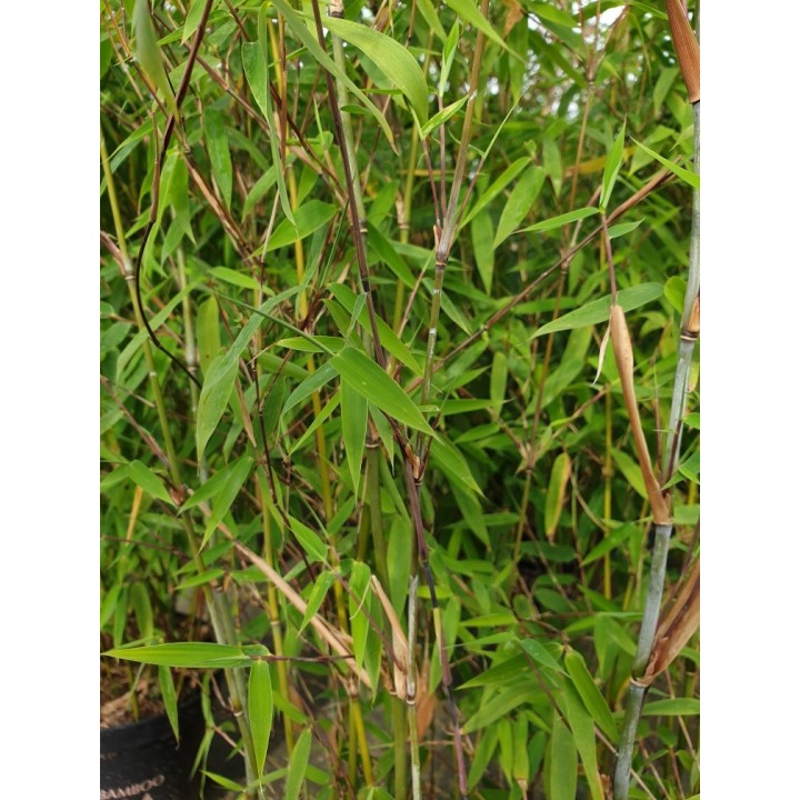 Bambuspflanze Fargesia 'Malachite Monkeys'