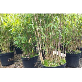 Bambuspflanze Fargesia Murielae Jumbo