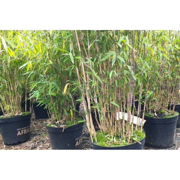 Bambuspflanze Fargesia Murielae Jumbo