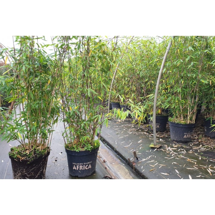 Bambuspflanze Fargesia Murielae Jumbo