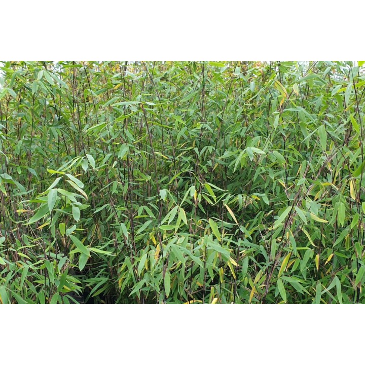 Bambuspflanze Fargesia Murielae Jumbo