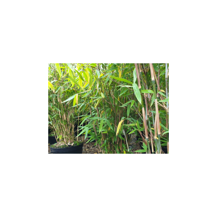 Bambuspflanze Fargesia Murielae Jumbo